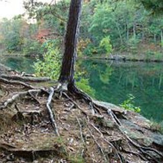BucketList + Tie Self To Tree 