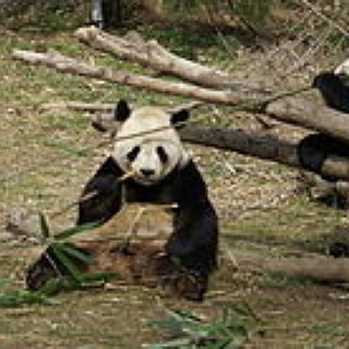 BucketList + Meet Or Have A Panda ^0^ <3.<3