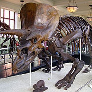 BucketList + Hug A Dinosaur