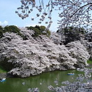 BucketList + National Cherry Blossom Festival - Washington Dc