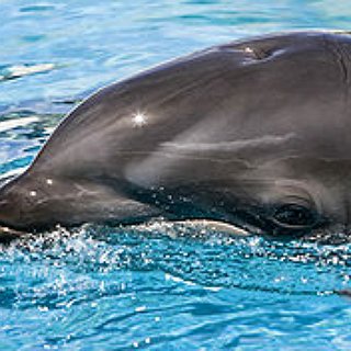 BucketList + Swim With The Dolphins