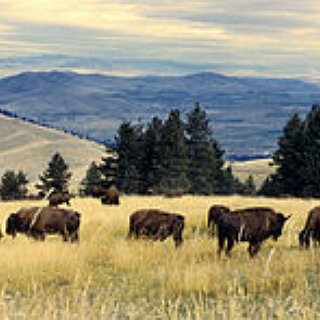 BucketList + Go Bison Hunting