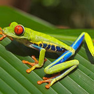 BucketList + Zip Line Through Costa Rican Forest