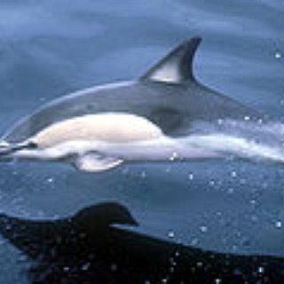 BucketList + See A Dolphin