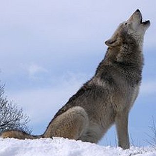 BucketList + See A Wild Wolf