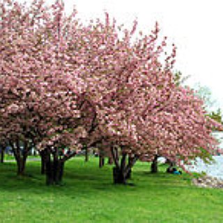 BucketList + Have A Cherry Blossom Tree
