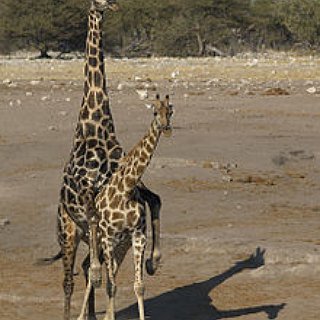 BucketList + Get A Mini Giraffe