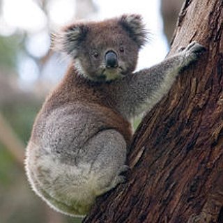 BucketList + Travel To Australia