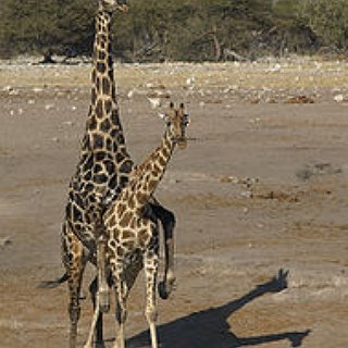 BucketList + Pet A Giraffe