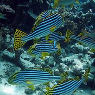 BucketList + Dive In The Maldives