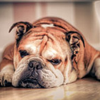 BucketList + Own A Bulldog (Or Rather Have A Friend In Him)