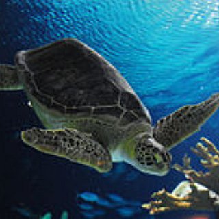 BucketList + Snorkel With Turtles