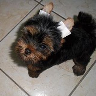 BucketList + Adopt A Yorkie