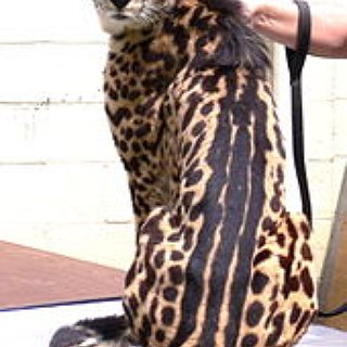 BucketList + Hold A Wild Cheetah Cub.