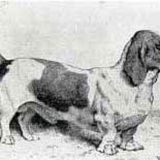 BucketList + Own A Basset Hound