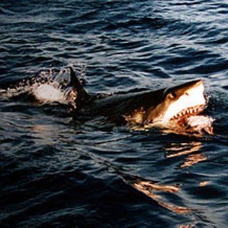 BucketList + Get Close To A Shark...If Possible Swim With One (Me In A Cage)