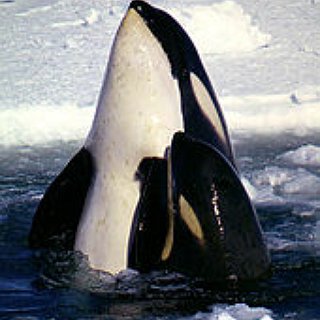 BucketList + See Orca Whales In The Wild