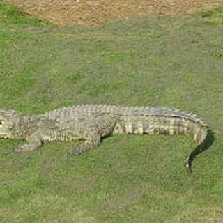 BucketList + I Want To See A Crocodile In The Wild