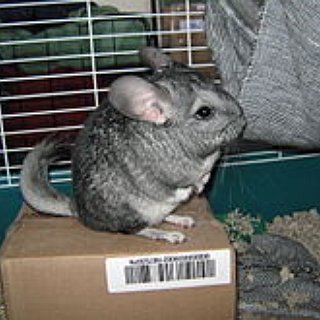 BucketList + I Want To Have A Chinchilla.