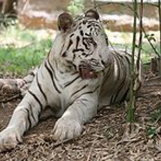 BucketList + Play With Tiger Cubs