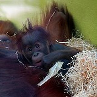 BucketList + Visit A Monkey Sanctuary.
