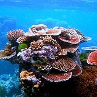BucketList + Scuba Diving Along The Great Barrier Reef