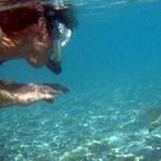 BucketList + Swim With Shark