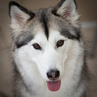 BucketList + Adopt A Puppy From An Animal Shelter