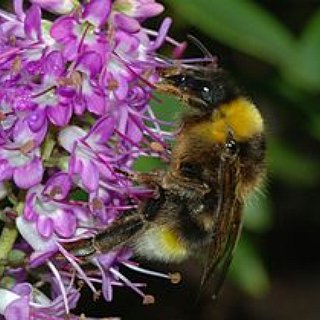 BucketList + Start My Bee Hive.