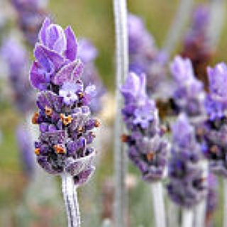 BucketList + Own A B&B/Lavender Retreat