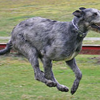 BucketList + Pet A Irish Wolfhound