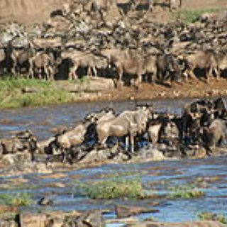 BucketList + Go On Phot Safari In Africa