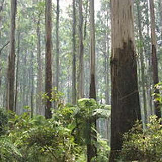 BucketList + 1000 Steps At Ferntree Gully