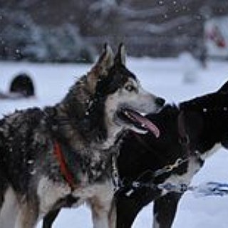 BucketList + Have A Long Loving Friendship With A Husky Of My Own.