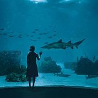BucketList + Visit Kuroshio Tank At Churaumi Aquarium