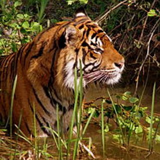 BucketList + Get Certified As A Wildlife Rehabilitator