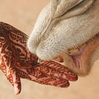 BucketList + Get Henna Done Professionally