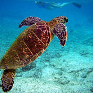 BucketList + Nadar Con Tortugas