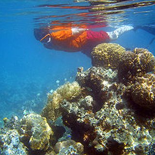 BucketList + Snorkel The Barrier Reef