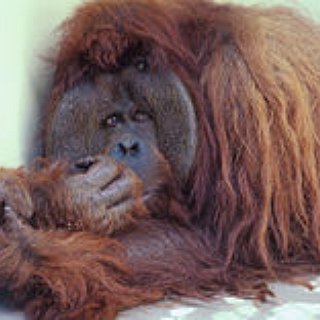 BucketList + Visit Borneo And Malaya,