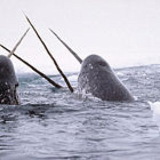 BucketList + See A Narwhal