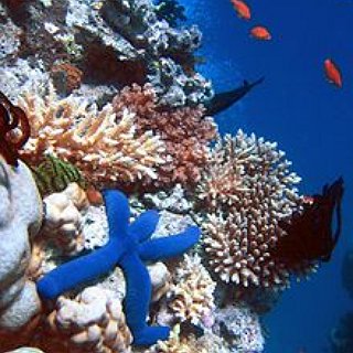 BucketList + See A Great Barrier Reef