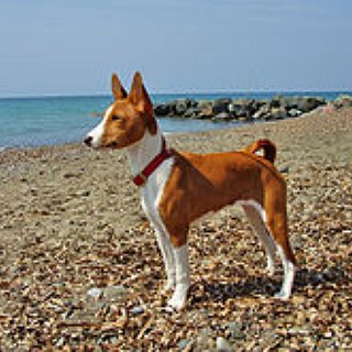 BucketList + Adopt An Animal In Need (Of Any Kind)