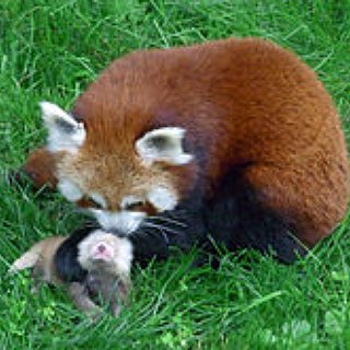 BucketList + See A Red Panda