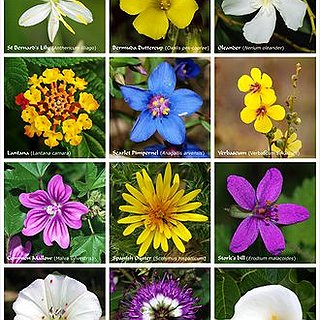 BucketList + Have A Huge Flower Garden 