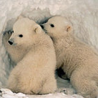 BucketList + Hold A Baby Polar Bear