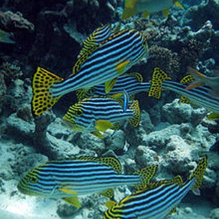 BucketList + Scuba Diving In Maldives