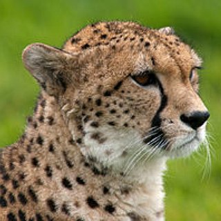 BucketList + Touch A Cheetah