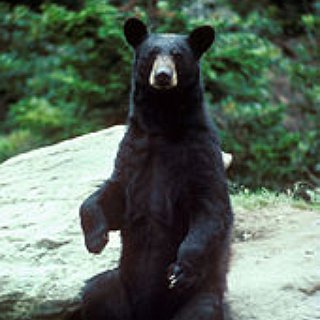 BucketList + See Bears In Canada