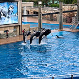 BucketList + Before I Die, I Want To Swim With Dolphins